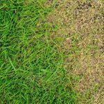 Does Chlorine Kill Grass and Plants?